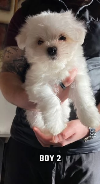 adorabile cucciolo di maltese in adozion | Foto 0