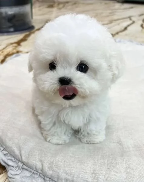 regalo  maltese mini toy$