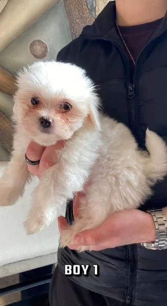 cuccioli maltesi