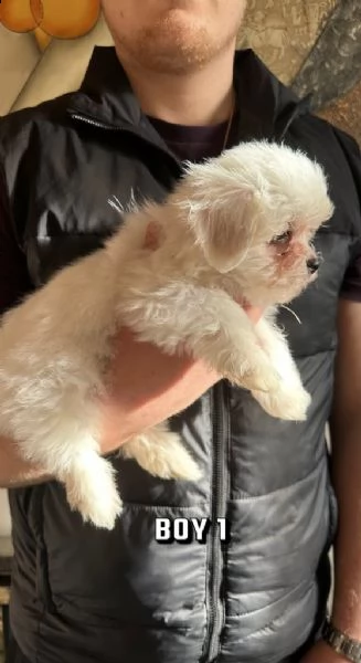 cuccioli maltesi | Foto 1