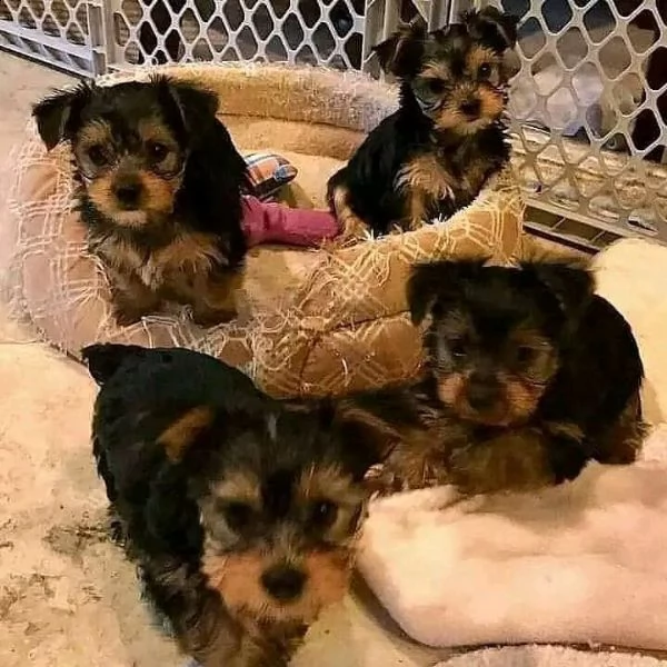 cuccioli yorkie in adozione | Foto 2