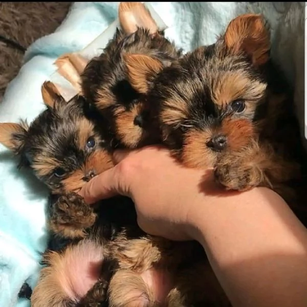 cuccioli yorkie in adozione | Foto 0