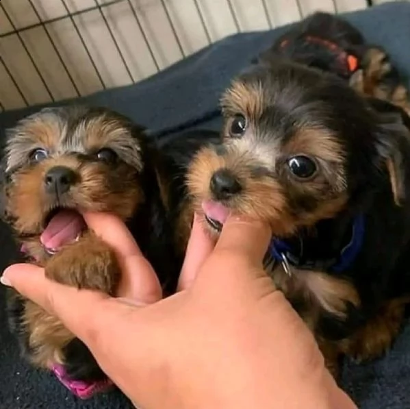 cuccioli yorkie in adozione
