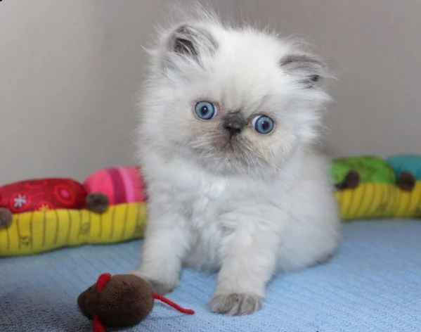  regalo gattini persiani bianchi  due gattini persiani in buone case da adottare ora e per sempre. s