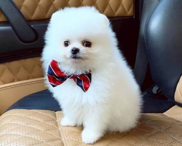  regalo volpino di pomerania italiano cuccioli  adorabili volpino di pomerania cuccioli femminucce e