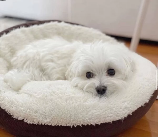 maltese  | Foto 0