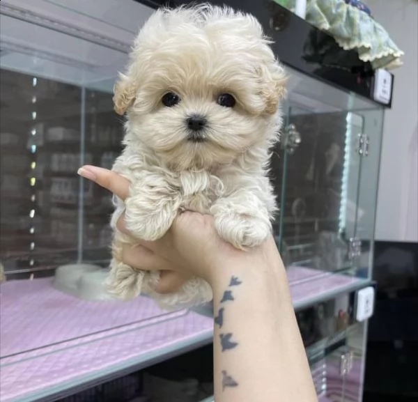 maltese 