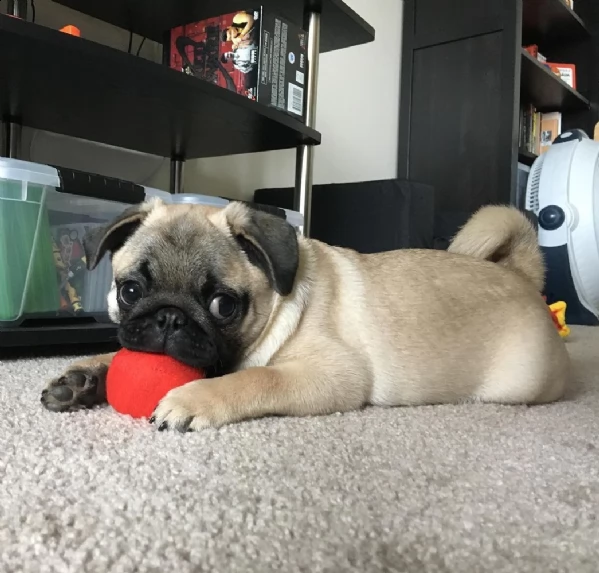 regalo carlino  toy  mini... 