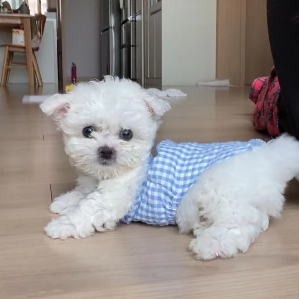 regalo maltese toy ,,,,,,,,,,,,,,  | Foto 0