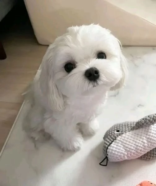 cucciolo di maltese in adozione | Foto 1