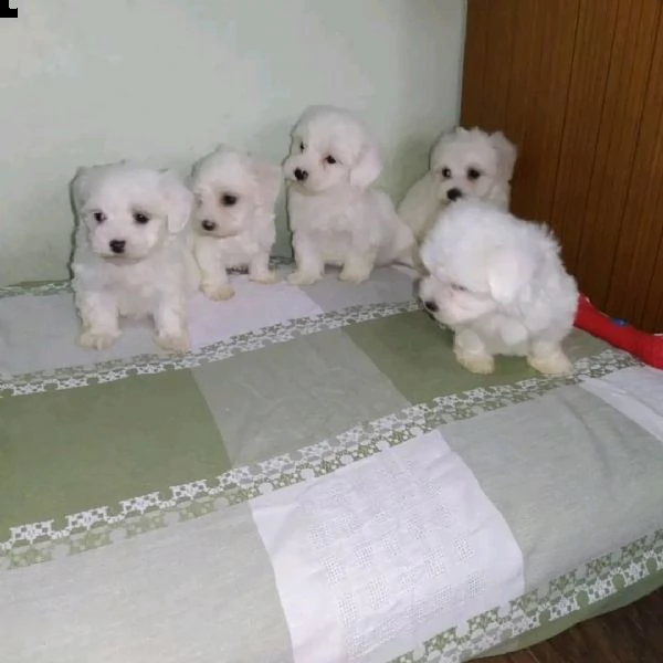 cucciolo di maltese in adozione