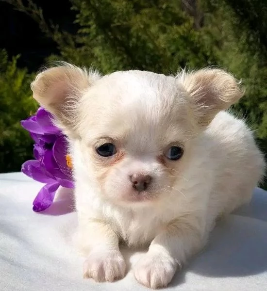 cuccioli di chihuahua in adozione | Foto 2