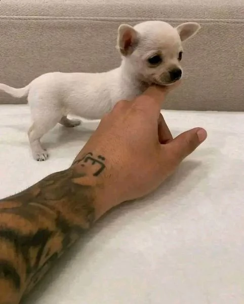 cuccioli di chihuahua in adozione | Foto 1