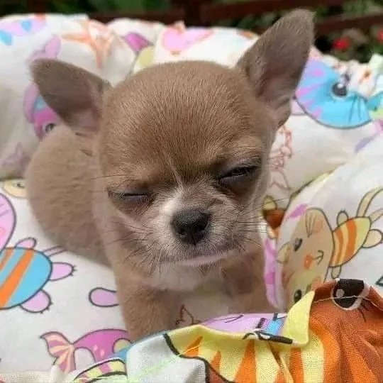 cuccioli di chihuahua in adozione | Foto 0