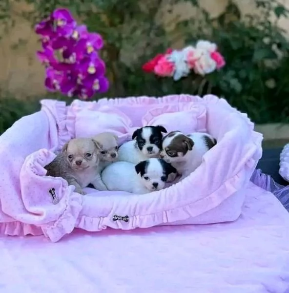 cuccioli di chihuahua in adozione