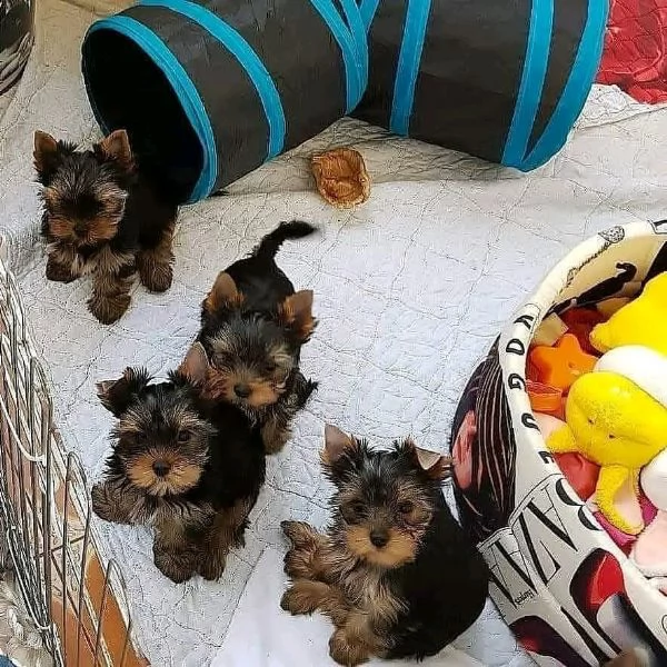  cuccioli di yorkshire disponibili per l'adozione 