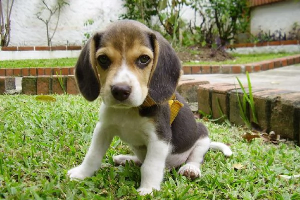 regalo beagle cuccioli meravigliosi ! 