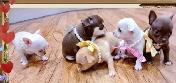 regalo cuccioli di chihuahua