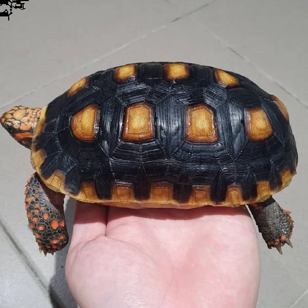 galapagos, radiata, hermani, ...