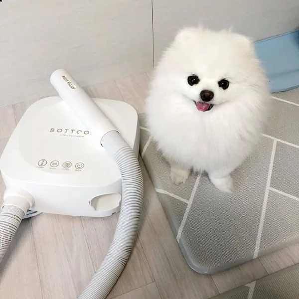 cuccioli di spitz pomerania mini toy  | Foto 1