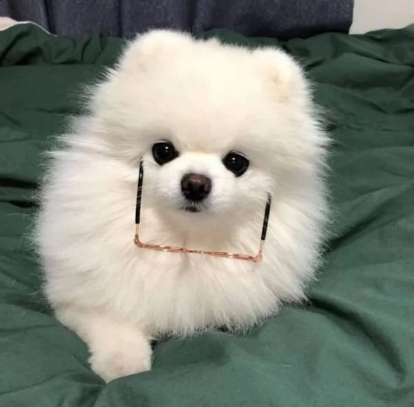 cuccioli di spitz pomerania mini toy 