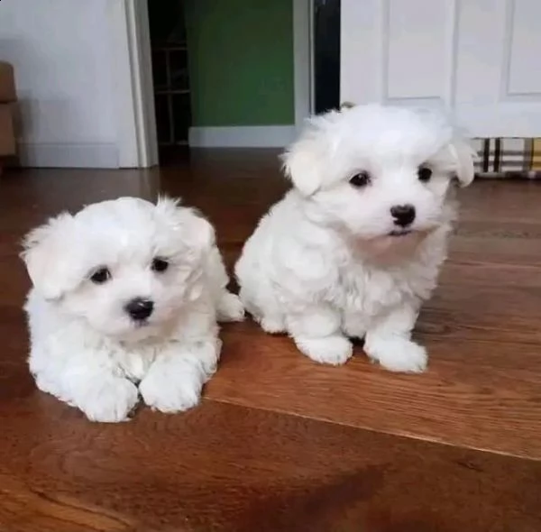 cuccioli maltesi | Foto 0