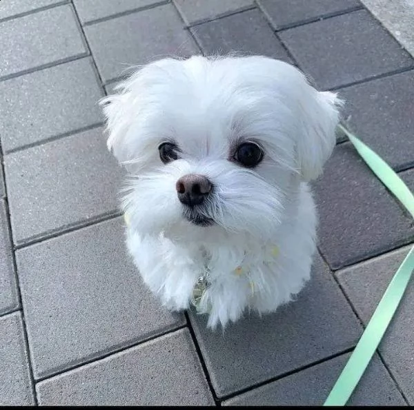 cuccioli maltesi