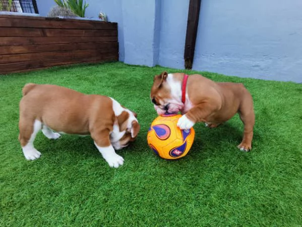 cuccioli di bulldog inglese | Foto 1
