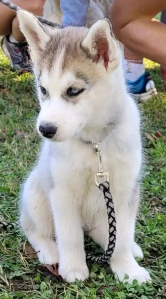 cuccioli di husky