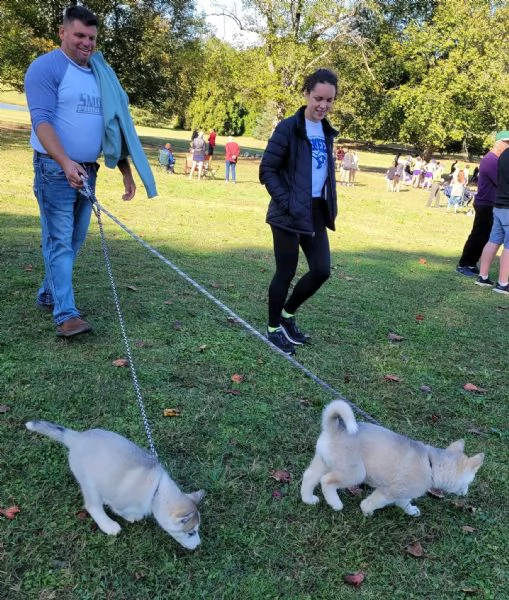 cuccioli di husky | Foto 0