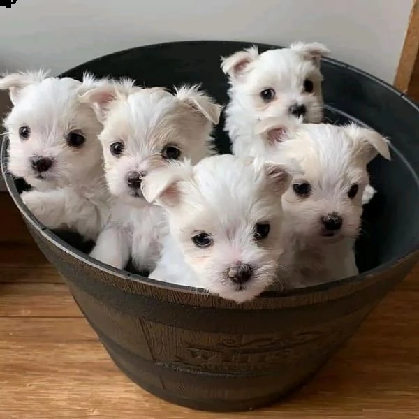 cuccioli maltesi