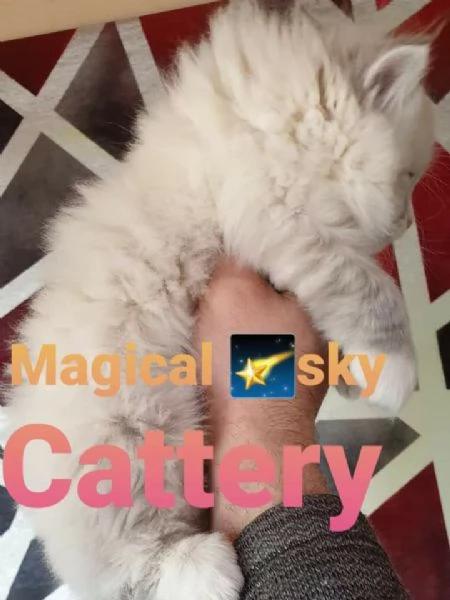 Cuccioli gatto siberiano PEDIGREE ALLEVAMENTO Wcf  | Foto 6