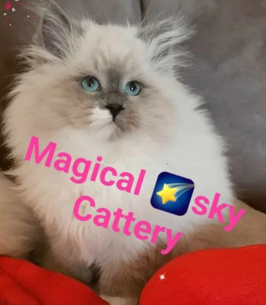 Cuccioli gatto siberiano PEDIGREE ALLEVAMENTO Wcf  | Foto 4