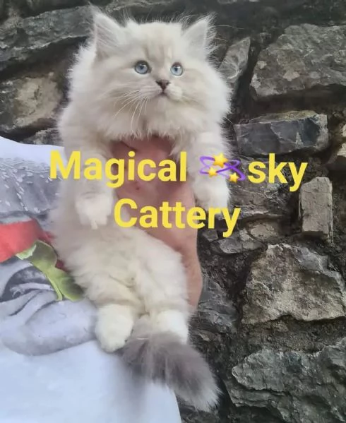 Cuccioli gatto siberiano PEDIGREE ALLEVAMENTO Wcf  | Foto 3