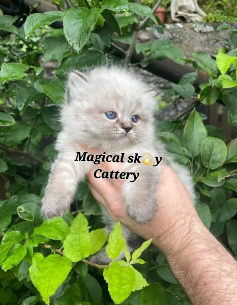 Cuccioli gatto siberiano PEDIGREE ALLEVAMENTO Wcf  | Foto 2