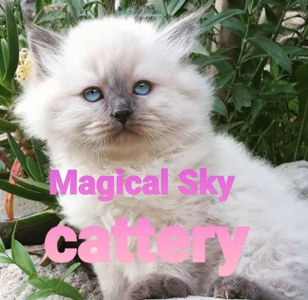 Cuccioli gatto siberiano PEDIGREE ALLEVAMENTO Wcf 