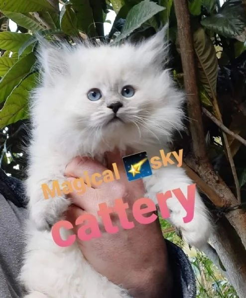 Cuccioli gatto siberiano PEDIGREE ALLEVAMENTO Wcf  | Foto 1