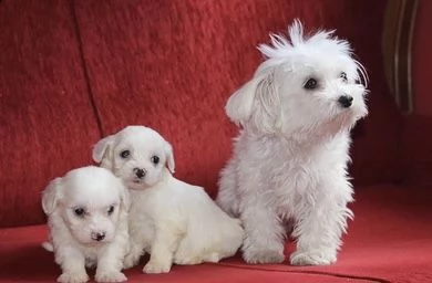 maltese cuccioli 