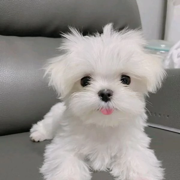 cuccioli maltesi | Foto 0