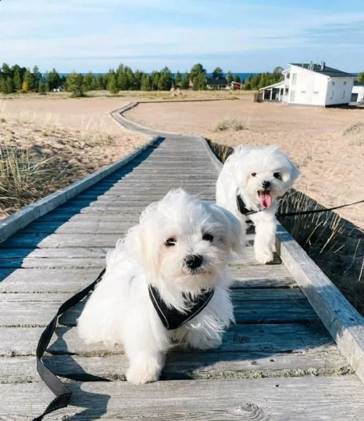 cuccioli maltesi