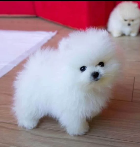 regalo pomeranian toy,,,, 