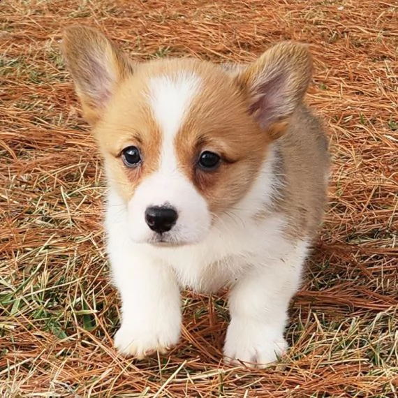 regalo cuccioli  di pembroke welsh corgi