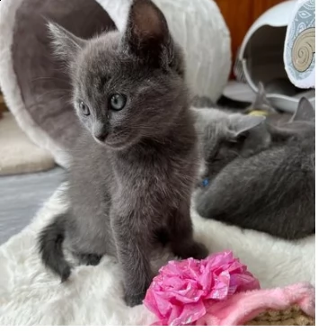 stupendi cuccioli di blue di russia