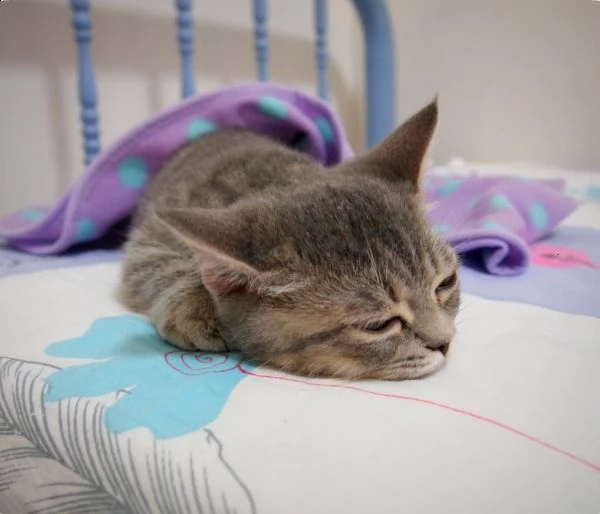 cuccioli di munchkin disponibili  | Foto 0