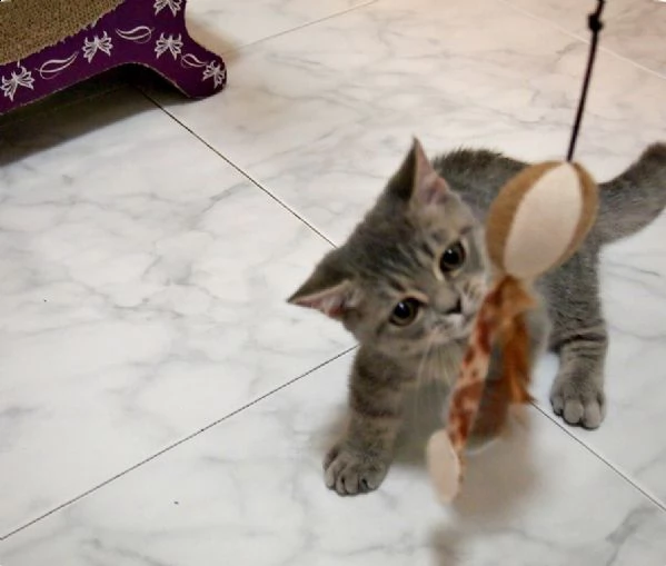 cuccioli di munchkin disponibili 