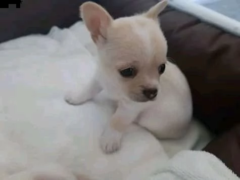 chihuahua (pelo corto)