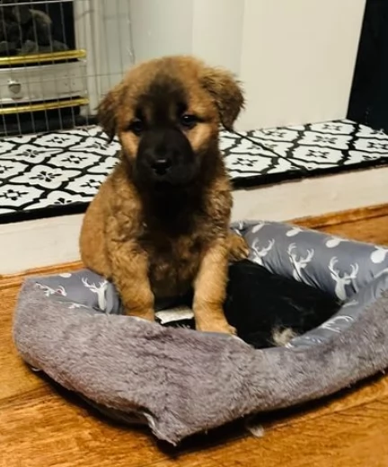 cuccioli pastore del caucaso 