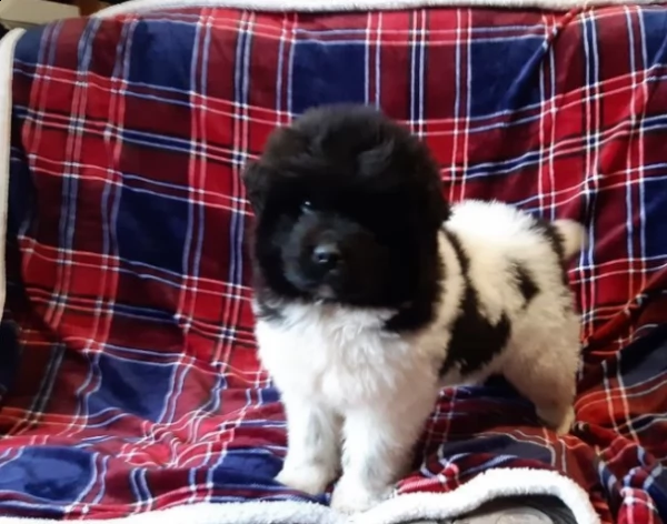 cuccioli di terranova assolutamente carini