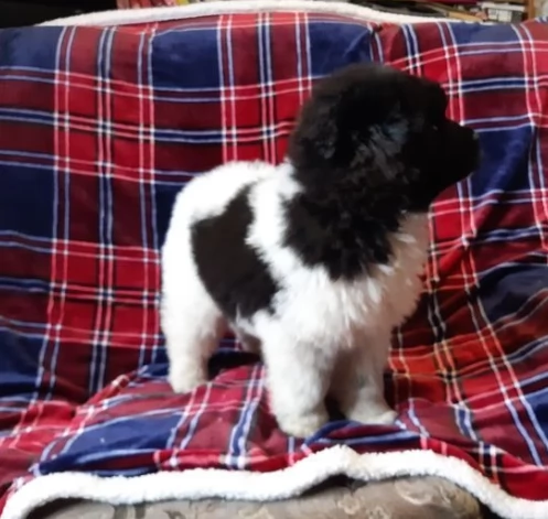 cuccioli di terranova assolutamente carini | Foto 0