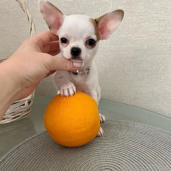  regalo chihuahua cuccioli meravigliosi ! 